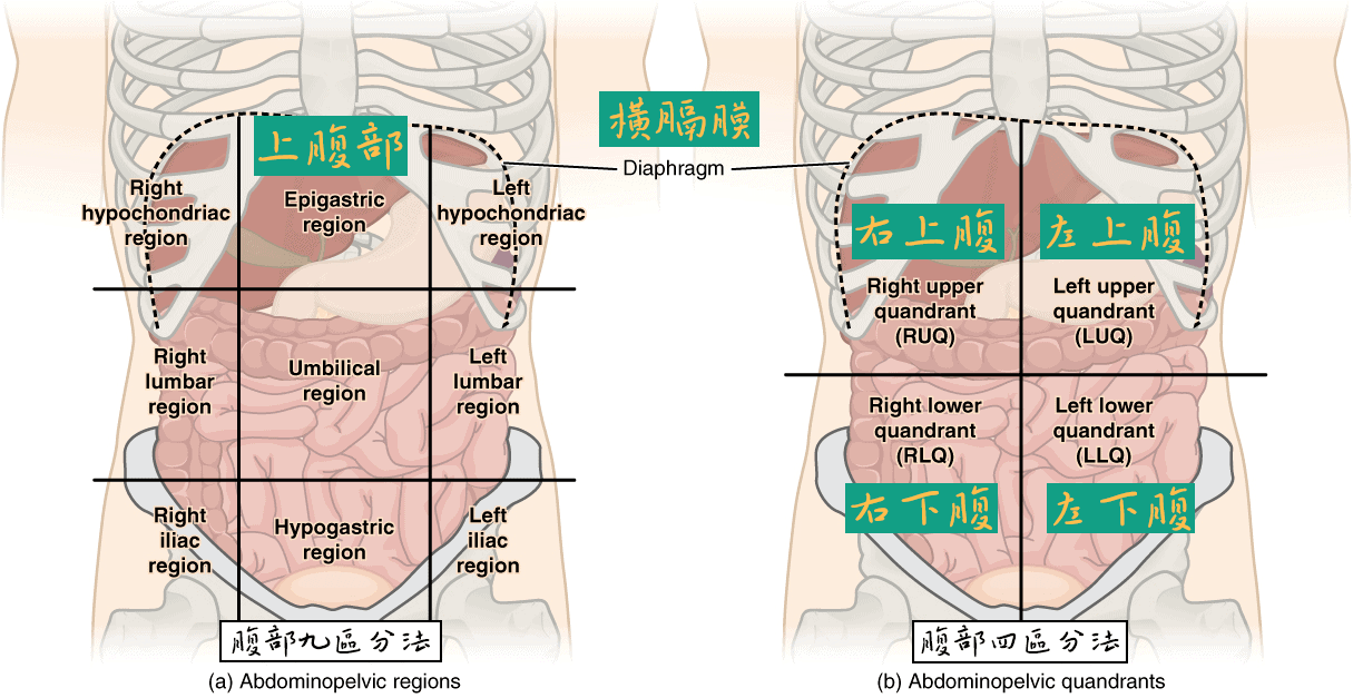 腹部分區 腹部疼痛位置分區
